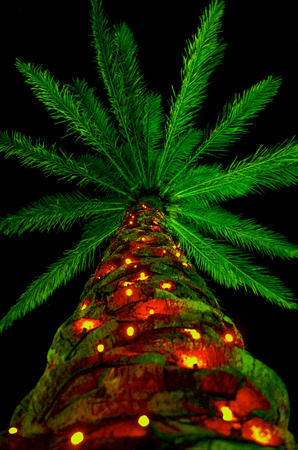 A Florida Christmas Tree