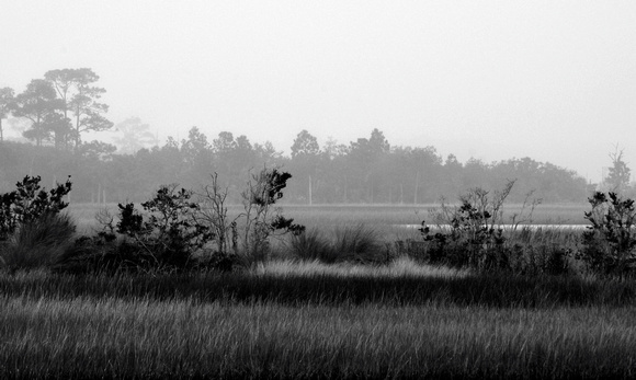Morning Marsh in Black and White